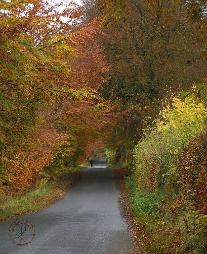 Scottish Borders 9T012D-006.JPG